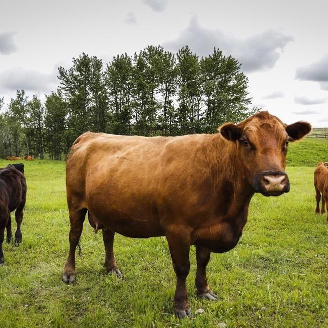 Escaped cows trample Nova Scotia couple's lawn, court action ensues over landscaping